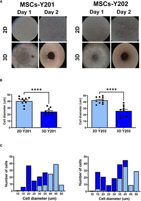 Improving vasculoprotective effects of MSCs in coronary microvessels – benefits of 3D culture, sub-populations and heparin